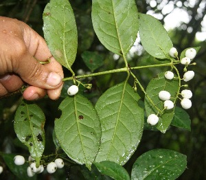  ( - BioBot05301)  @11 [ ] Copyright (2010) Unspecified Unspecified