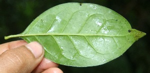  ( - BioBot05301)  @11 [ ] Copyright (2010) Unspecified Unspecified