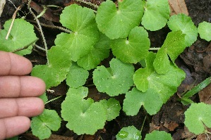  ( - BioBot05320)  @11 [ ] Copyright (2010) Unspecified Unspecified