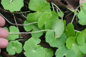  ( - BioBot05320)  @11 [ ] Copyright (2010) Unspecified Unspecified