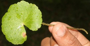  ( - BioBot05320)  @11 [ ] Copyright (2010) Unspecified Unspecified