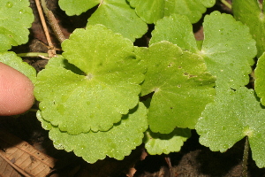  ( - BioBot05320)  @11 [ ] Copyright (2010) Unspecified Unspecified