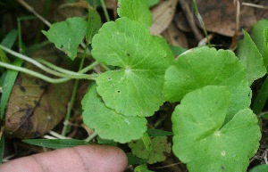  ( - BioBot05321)  @11 [ ] Copyright (2010) Unspecified Unspecified