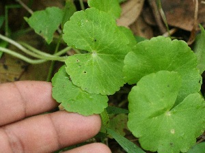  ( - BioBot05321)  @11 [ ] Copyright (2010) Unspecified Unspecified