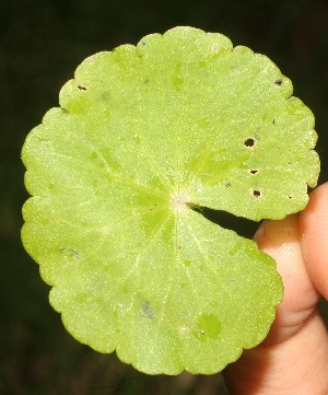  ( - BioBot05321)  @11 [ ] Copyright (2010) Unspecified Unspecified