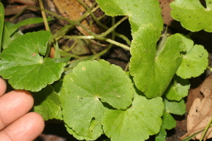  ( - BioBot05322)  @11 [ ] Copyright (2010) Unspecified Unspecified