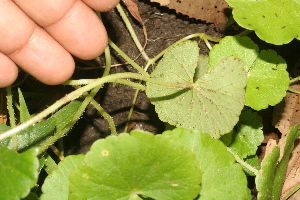  ( - BioBot05322)  @11 [ ] Copyright (2010) Unspecified Unspecified