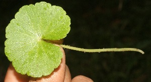 ( - BioBot05322)  @11 [ ] Copyright (2010) Unspecified Unspecified
