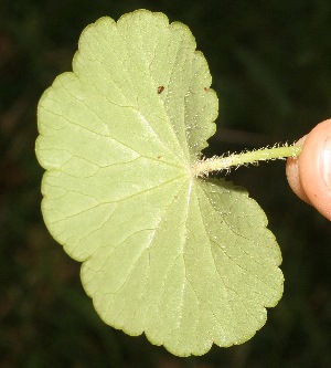  ( - BioBot05322)  @11 [ ] Copyright (2010) Unspecified Unspecified