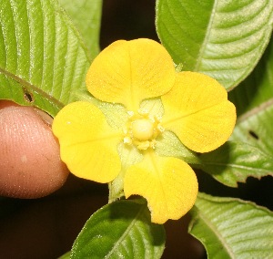  ( - BioBot05346)  @11 [ ] Copyright (2010) Unspecified Unspecified