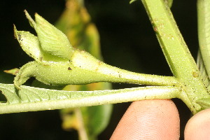  (Ludwigia foliobracteolata - BioBot05346)  @11 [ ] Copyright (2010) Unspecified Unspecified
