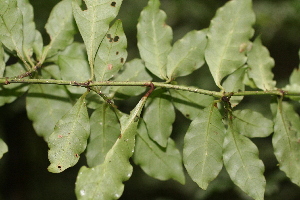  ( - BioBot05347)  @11 [ ] Copyright (2010) Unspecified Unspecified
