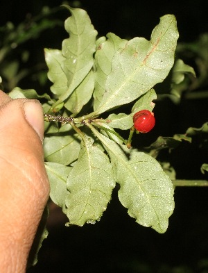 ( - BioBot05347)  @11 [ ] Copyright (2010) Unspecified Unspecified