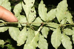  ( - BioBot05347)  @11 [ ] Copyright (2010) Unspecified Unspecified
