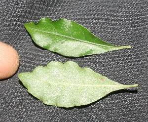  ( - BioBot05347)  @11 [ ] Copyright (2010) Unspecified Unspecified