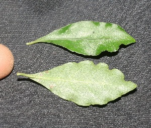  ( - BioBot05347)  @11 [ ] Copyright (2010) Unspecified Unspecified