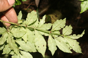  ( - BioBot05348)  @11 [ ] Copyright (2010) Unspecified Unspecified