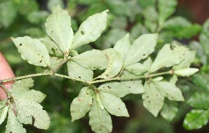  ( - BioBot05349)  @11 [ ] Copyright (2010) Unspecified Unspecified