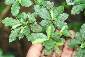  ( - BioBot05349)  @11 [ ] Copyright (2010) Unspecified Unspecified