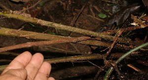  ( - BioBot05352)  @11 [ ] Copyright (2010) Unspecified Unspecified