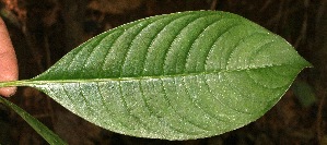 (Psychotria elata - BioBot05414)  @11 [ ] CreativeCommons - Attribution Non-Commercial Share-Alike (2010) Daniel H. Janzen Guanacaste Dry Forest Conservation Fund