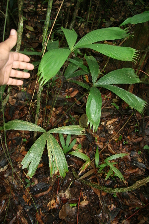  ( - BioBot05564)  @11 [ ] CreativeCommons - Attribution Non-Commercial Share-Alike (2010) Daniel H. Janzen Guanacaste Dry Forest Conservation Fund