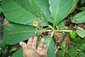  ( - BioBot05599)  @11 [ ] CreativeCommons - Attribution Non-Commercial Share-Alike (2010) Daniel H. Janzen Guanacaste Dry Forest Conservation Fund