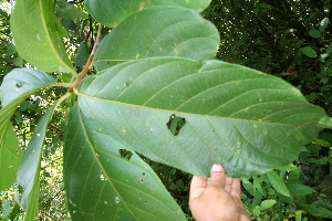  ( - BioBot05599)  @11 [ ] CreativeCommons - Attribution Non-Commercial Share-Alike (2010) Daniel H. Janzen Guanacaste Dry Forest Conservation Fund