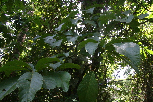  ( - BioBot05599)  @11 [ ] CreativeCommons - Attribution Non-Commercial Share-Alike (2010) Daniel H. Janzen Guanacaste Dry Forest Conservation Fund
