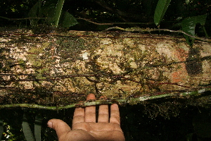  ( - BioBot05599)  @11 [ ] CreativeCommons - Attribution Non-Commercial Share-Alike (2010) Daniel H. Janzen Guanacaste Dry Forest Conservation Fund