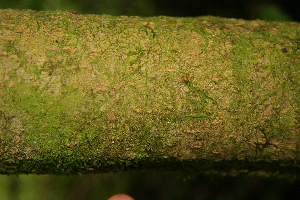  ( - BioBot05600)  @11 [ ] CreativeCommons - Attribution Non-Commercial Share-Alike (2010) Daniel H. Janzen Guanacaste Dry Forest Conservation Fund