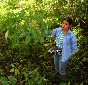  ( - BioBot05604)  @11 [ ] CreativeCommons - Attribution Non-Commercial Share-Alike (2010) Daniel H. Janzen Guanacaste Dry Forest Conservation Fund