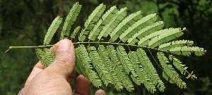  (Vachellia tenuifolia - BioBot05605)  @11 [ ] CreativeCommons - Attribution Non-Commercial Share-Alike (2010) Daniel H. Janzen Guanacaste Dry Forest Conservation Fund