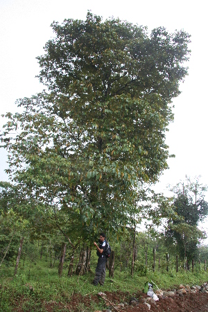  ( - BioBot05626)  @11 [ ] CreativeCommons - Attribution Non-Commercial Share-Alike (2010) Daniel H. Janzen Guanacaste Dry Forest Conservation Fund