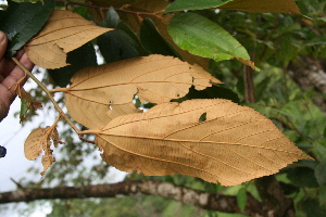  ( - BioBot05626)  @11 [ ] CreativeCommons - Attribution Non-Commercial Share-Alike (2010) Daniel H. Janzen Guanacaste Dry Forest Conservation Fund