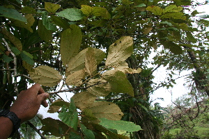  ( - BioBot05628)  @11 [ ] CreativeCommons - Attribution Non-Commercial Share-Alike (2010) Daniel H. Janzen Guanacaste Dry Forest Conservation Fund