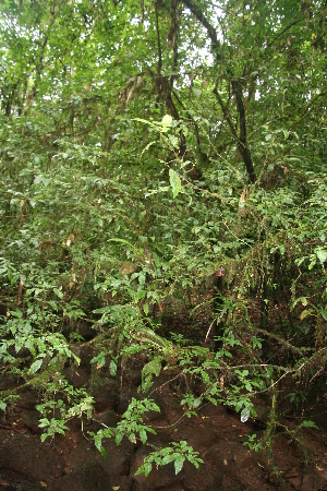  (Cojoba valerioi - BioBot05645)  @11 [ ] CreativeCommons - Attribution Non-Commercial Share-Alike (2010) Daniel H. Janzen Guanacaste Dry Forest Conservation Fund