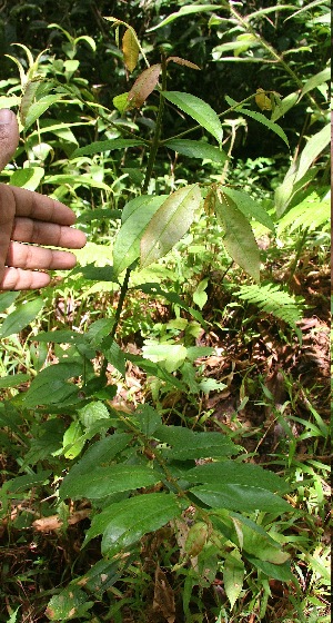  (Vochysia ferruginea - BioBot05650)  @11 [ ] CreativeCommons - Attribution Non-Commercial Share-Alike (2010) Daniel H. Janzen Guanacaste Dry Forest Conservation Fund