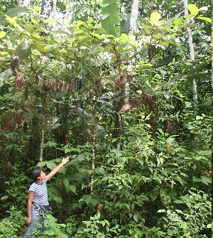  ( - BioBot05655)  @11 [ ] CreativeCommons - Attribution Non-Commercial Share-Alike (2010) Daniel H. Janzen Guanacaste Dry Forest Conservation Fund