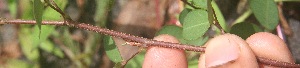  ( - BioBot05664)  @11 [ ] CreativeCommons - Attribution Non-Commercial Share-Alike (2010) Daniel H. Janzen Guanacaste Dry Forest Conservation Fund