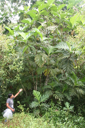  ( - BioBot05678)  @11 [ ] CreativeCommons - Attribution Non-Commercial Share-Alike (2010) Daniel H. Janzen Guanacaste Dry Forest Conservation Fund