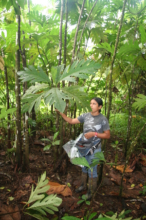  ( - BioBot05681)  @11 [ ] CreativeCommons - Attribution Non-Commercial Share-Alike (2010) Daniel H. Janzen Guanacaste Dry Forest Conservation Fund