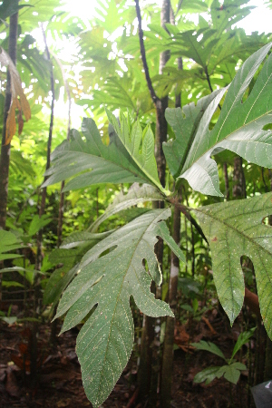  ( - BioBot05681)  @11 [ ] CreativeCommons - Attribution Non-Commercial Share-Alike (2010) Daniel H. Janzen Guanacaste Dry Forest Conservation Fund