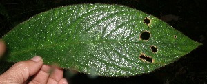  (Columnea purpurata - BioBot05692)  @12 [ ] CreativeCommons - Attribution Non-Commercial Share-Alike (2010) Daniel H. Janzen Guanacaste Dry Forest Conservation Fund