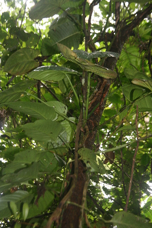  (Philodendron platypetiolatum - BioBot05754)  @11 [ ] CreativeCommons - Attribution Non-Commercial Share-Alike (2010) Daniel H. Janzen Guanacaste Dry Forest Conservation Fund