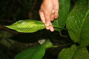  (Spathiphyllum phryniifolium - BioBot05755)  @11 [ ] CreativeCommons - Attribution Non-Commercial Share-Alike (2010) Daniel H. Janzen Guanacaste Dry Forest Conservation Fund