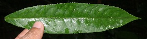  ( - BioBot05775)  @11 [ ] CreativeCommons - Attribution Non-Commercial Share-Alike (2010) Daniel H. Janzen Guanacaste Dry Forest Conservation Fund