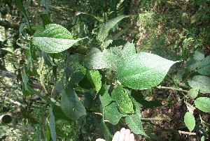  (Piper terrabanum - BioBot05886)  @11 [ ] CreativeCommons - Attribution Non-Commercial Share-Alike (2010) Daniel H. Janzen Guanacaste Dry Forest Conservation Fund