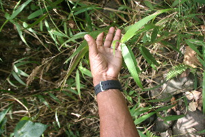  ( - BioBot05920)  @11 [ ] CreativeCommons - Attribution Non-Commercial Share-Alike (2010) Daniel H. Janzen Guanacaste Dry Forest Conservation Fund