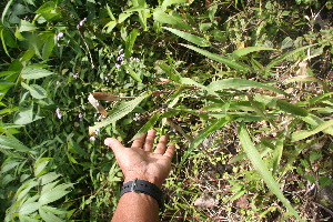  ( - BioBot05923)  @11 [ ] CreativeCommons - Attribution Non-Commercial Share-Alike (2010) Daniel H. Janzen Guanacaste Dry Forest Conservation Fund